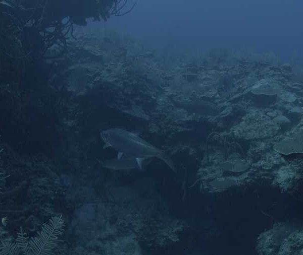 R113C065_190407TKS02_Tarpons_dans_faille__viennent_vers_camera.jpg