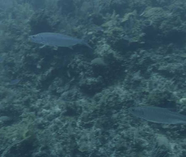 R113C072_1904076ES02_Tarpons_arrivent_face_camera