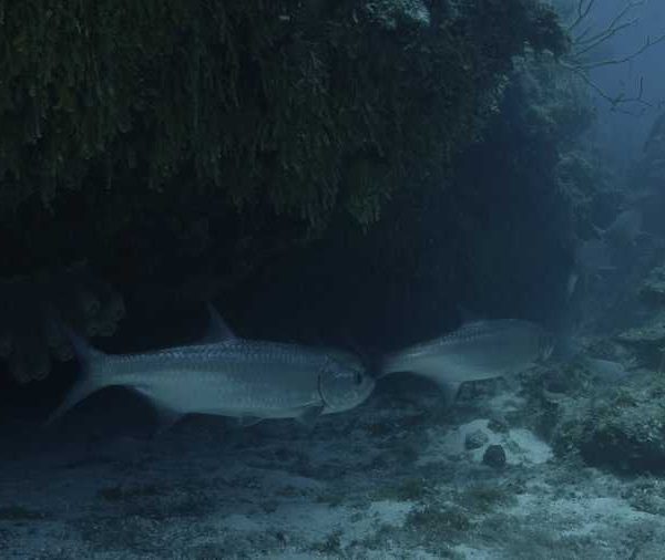 R113C078_190407FSS02_Tarpons_sous_recif_plusieurs_face_camera++++_