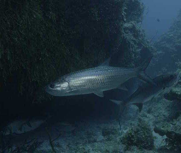 R113C079_190407DJS02_Tarpons_sous_recif_plusieurs_face_camera_puis_un_part.jpg