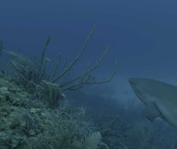 R113C080_190407HWS02_Requin_soyeux_entree_de_champs_croise_un_tarpon