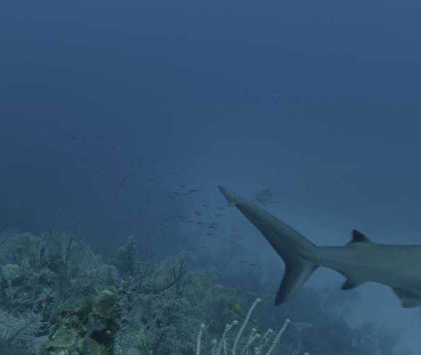 R113C084_190407RBS02_Requin_soyeux_vient_vers_camera