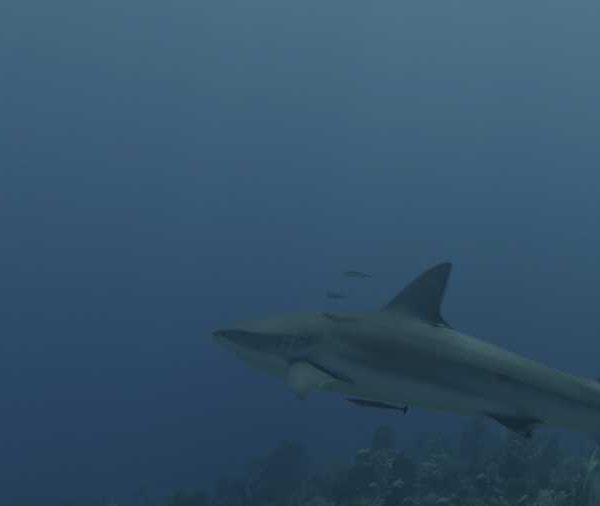 R113C106_19040761S02_Requin_soyeux_arrive_entree_de_champ