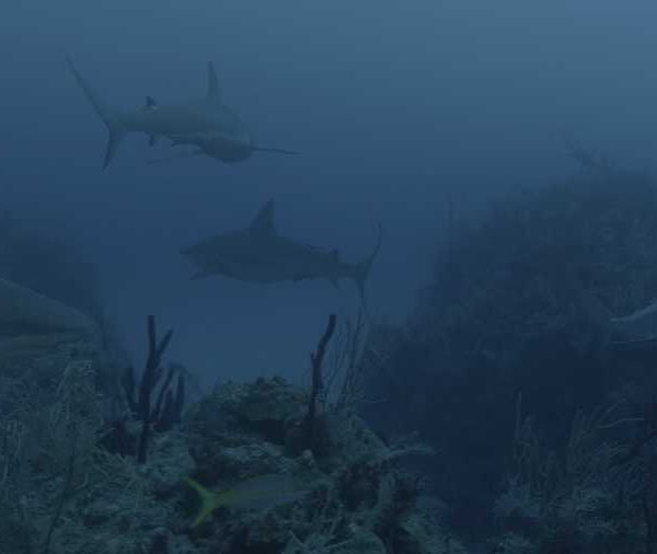 R114C013_190408L5S02_Requins_soyeux_nagent_au_fond