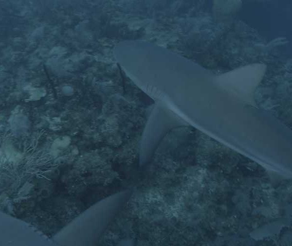 R114C028_190408YIS02_Requins_soyeux_deux_passent_sous_camera