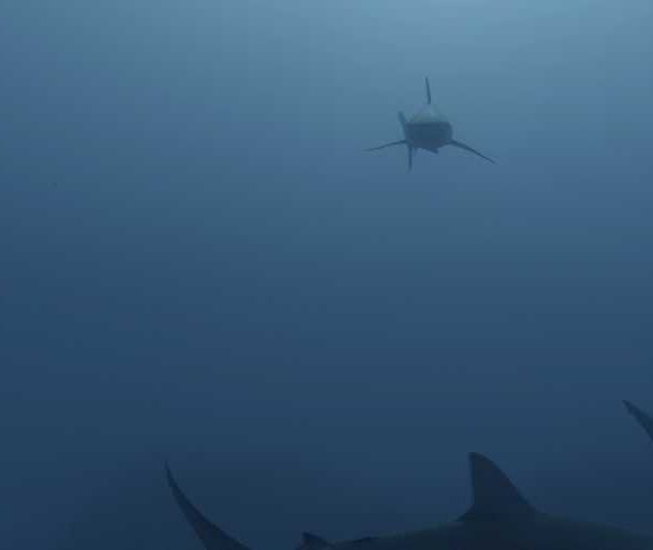 R114C029_190408VJS02_Requins_soyeux_pleine_eau