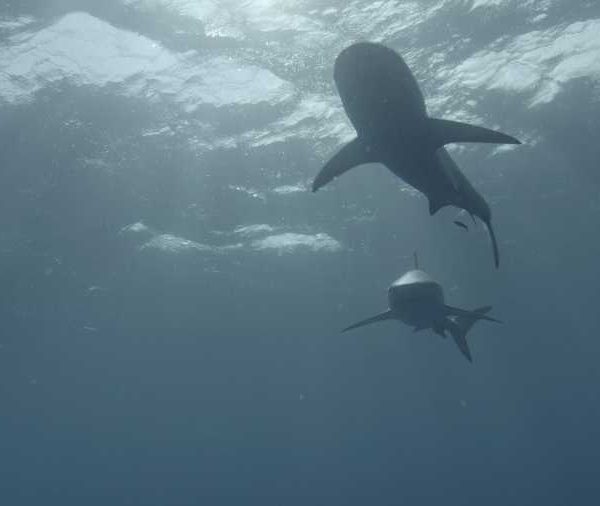 R114C038_190408CTS02_Requin_soyeux_en_contre_jour