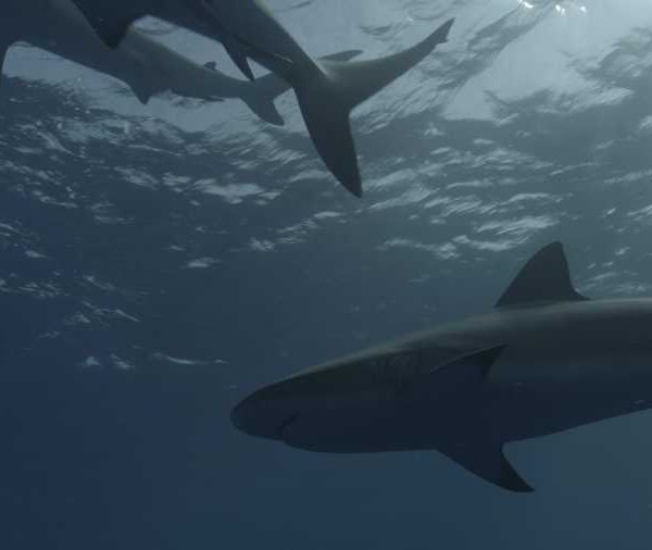 R114C041_190408XCS02_Requin_soyeux_sous_la_surface_en_contre_jour