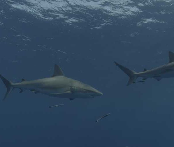 R114C044_190408DVS02_Requins_soyeux_deux_passent