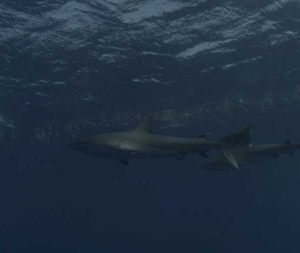 R114C045_190408FWS02_Requins_soyeux_sous_la_surface_en_contre_jour