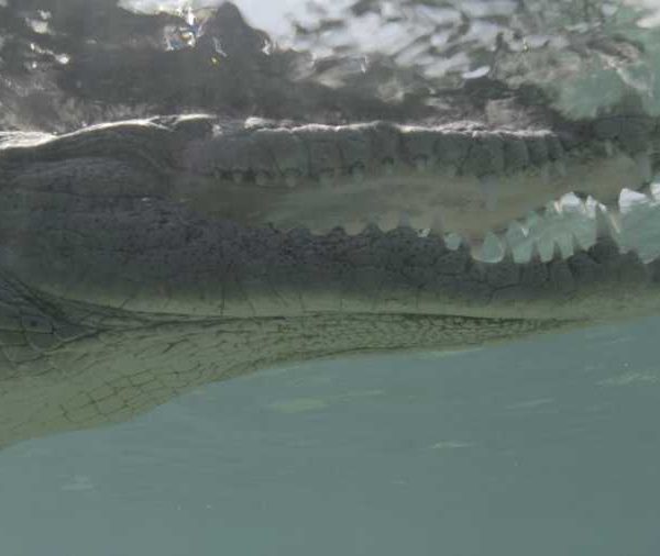 R114C054_1904087CS02_Crocodile_gros_plan_tete