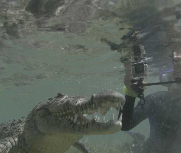 R114C058_190408YGS02_Crocodile_monte_et_descend_avec_Plongeur.jpg