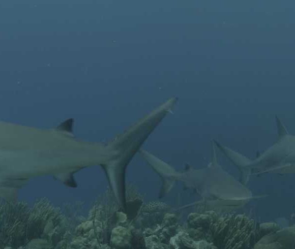 R114C088_1904085JS02_Requins_soyeux_vient_pres_camera.jpg