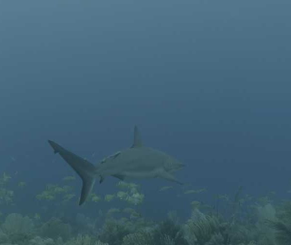 R114C094_19040854S02_Requin_soyeux_avec_fil_remora R114C094_19040854S02_Requin_soyeux_avec_fil_remora