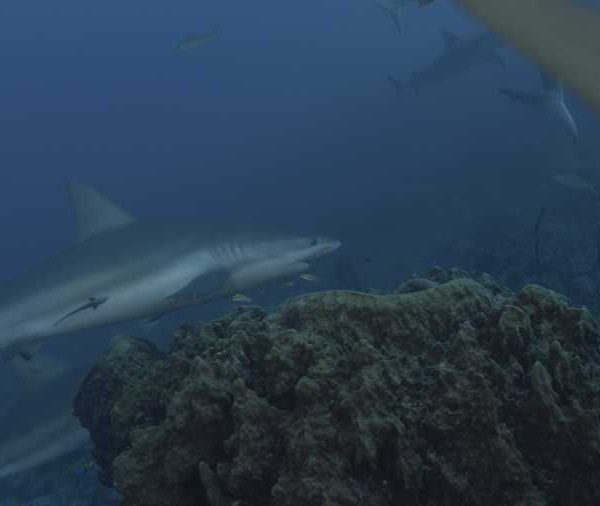 R116C011_190409P5S02_Requin_soyeux_et_merous_sur_grosse_eponge++