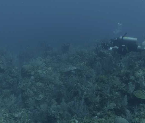 R116C027_190409MKS02_Philippe_avec_tortue