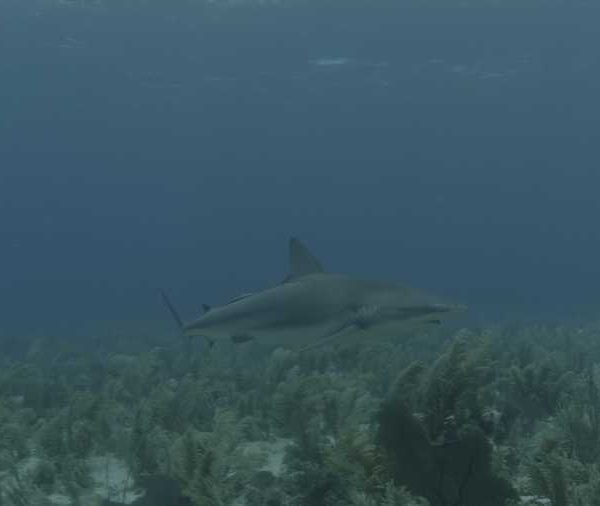 R116C069_19040970S02_Requin_soyeux_nage_sur_champ_de_fougeres