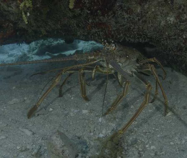 R117C001_1904090BS02_Langouste_sous_rocher_recule