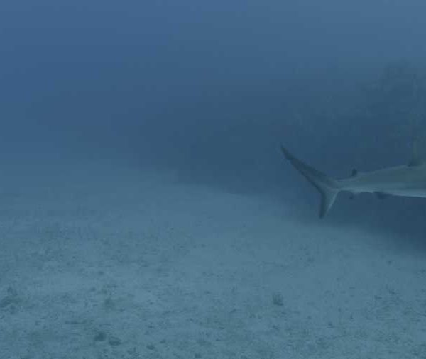 R117C002_190409S3S02_Requin_soyeux_entree_de_champ_sur_sable_et_recif