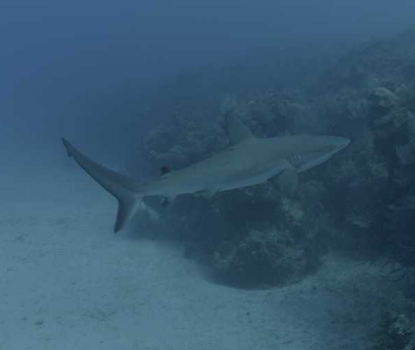 R117C004_190409QMS02_Requin_soyeux_sur_sable_vient_vers_camera