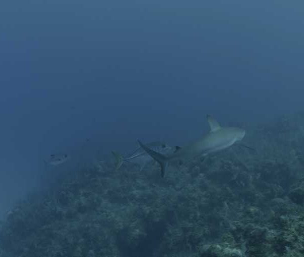 R117C006_1904098MS02_Requin_soyeux_avec_deux_carangues_qui_les_suit++t