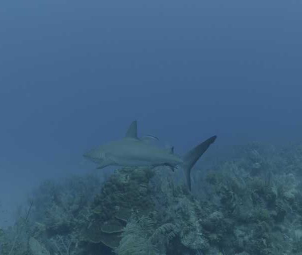 R117C008_19040951S02_Requin_soyeux_avec_une_carangue