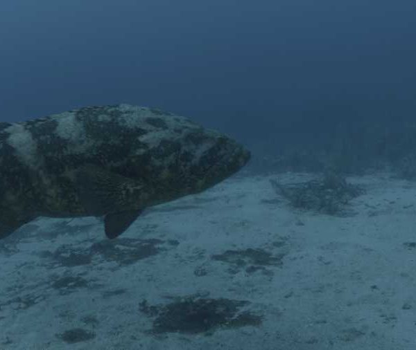 R117C018_1904097IS02__Gros_merou__vient_face_camera R117C018_1904097IS02__Gros_merou__vient_face_camera