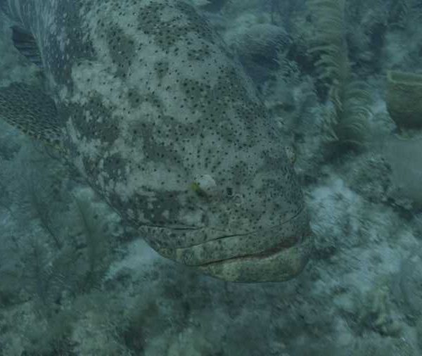 Gros_merou__passe_sous_camera