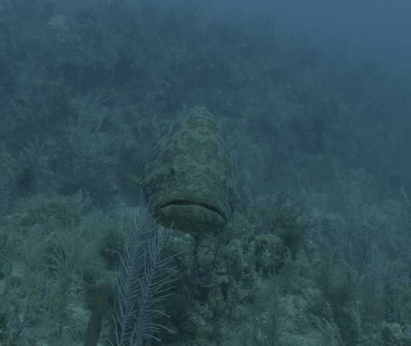 R117C046_190410AKS02__Gros_merou__vient_vers_camera_sortie_de_champs_++