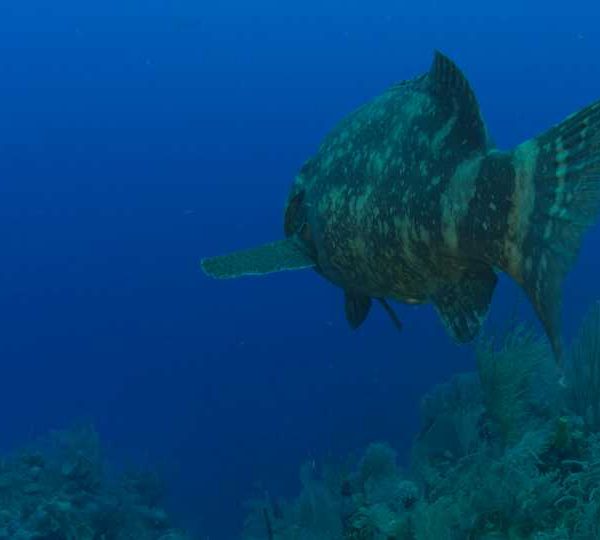 Gros_merou_nage_camera_le_suit_de_derriere_puis_fait_demi_tour_travelling_arriere++++