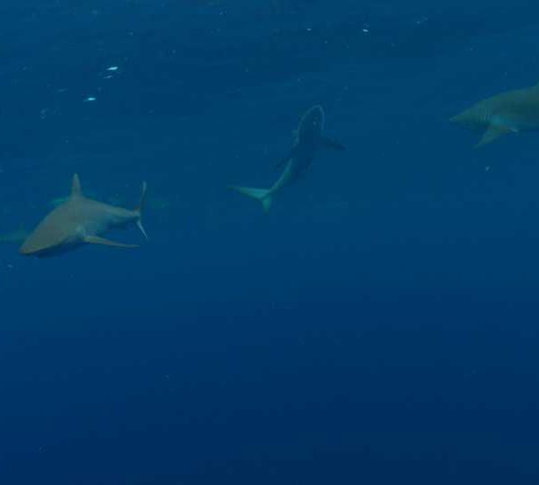 Requins_soyeux_sous_la_surface_