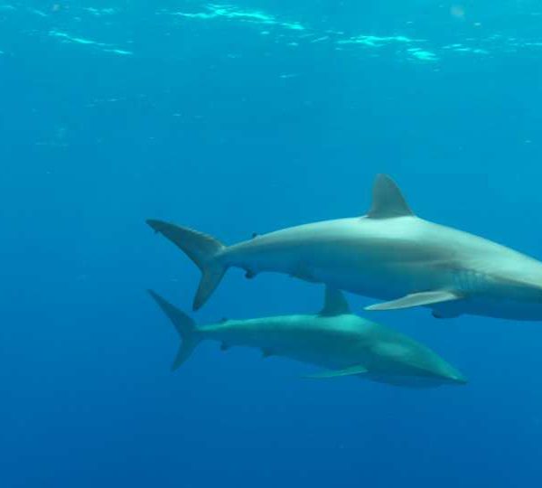 Requins_soyeux_plusieurs_sous_la_surface_