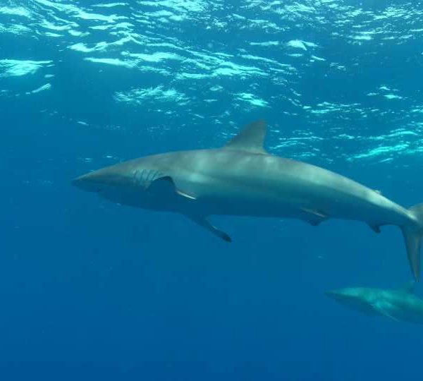 Requins_soyeux_sous_la_surface