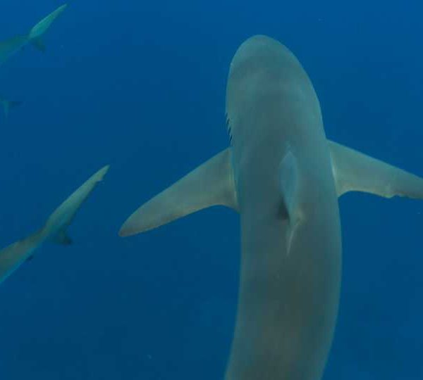 Requins__soyeux_jeunes_et_adultes_vue_de_dessus