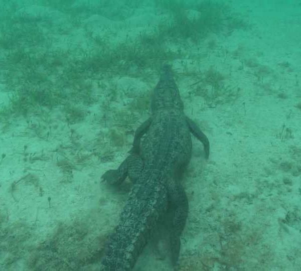 Crocodile_descend_sur_le_fond_marche_et_remonte_a_la_surface