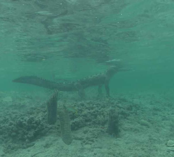 Crocodile_descend_sur_le_fond_et_reste_immobile