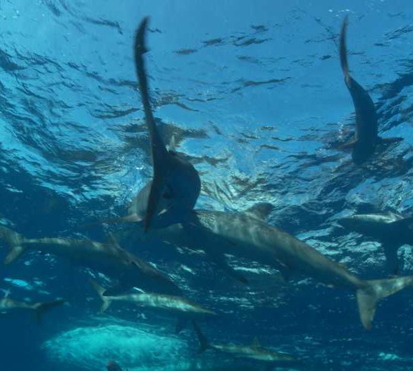 Requins soyeux en contre plongée