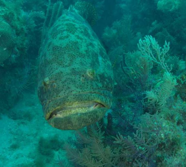 Gros_merou_avec_antenne_de_langouste_dans_gueule