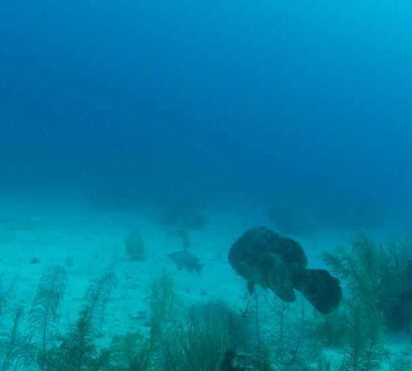 Gros_merou_sur_le_sable Gros_merou_sur_le_sable