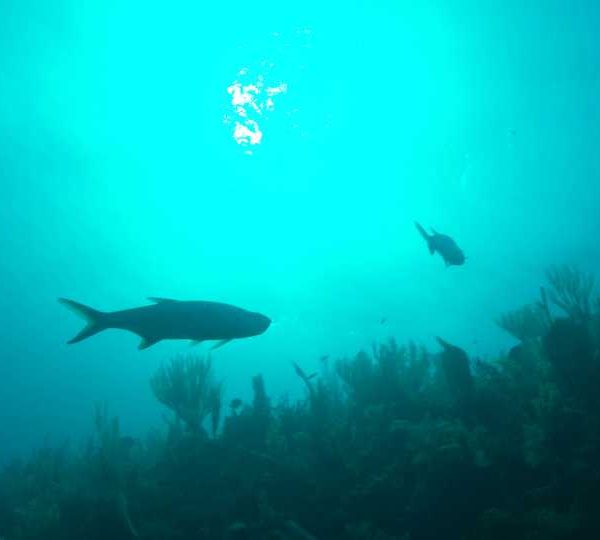 Tarpons_en_pleine_eau