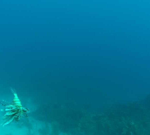 Plongeur_tue_ptirois_et_requin_le_mange