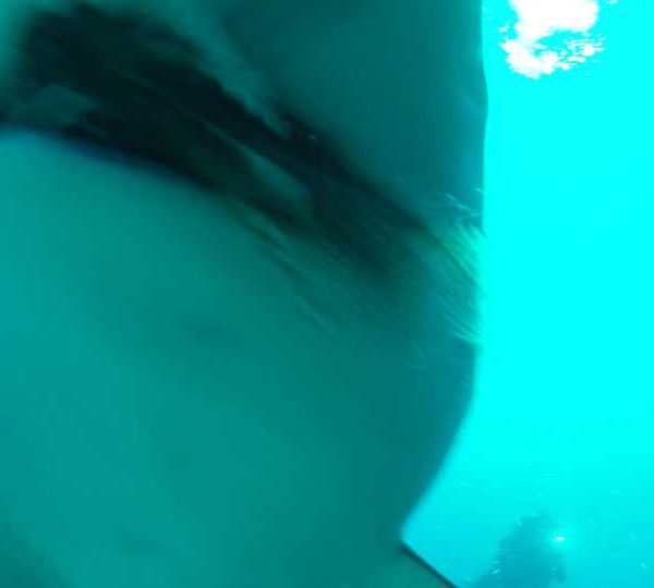 Requins_mange_Ptirois