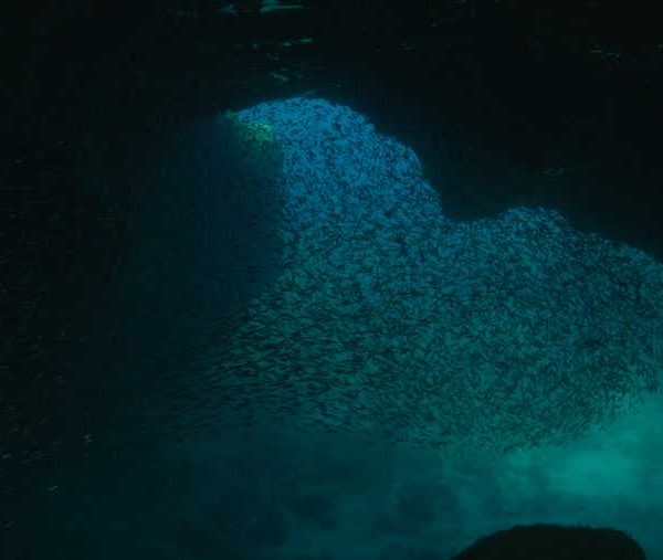 R120C014_19041250S02_Glass_Fish_sortie_de_grotte_avec_poissons_chassent