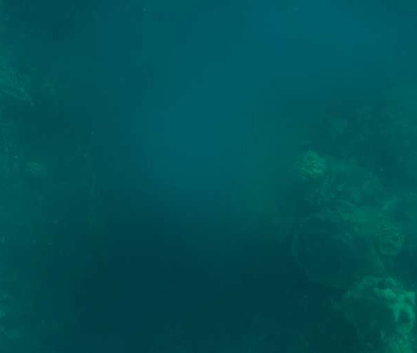 R120C021_190412TKS02_Eponge_crache_sperme_ou_ovule_travellinf_arriere_vue_de_dessus+++