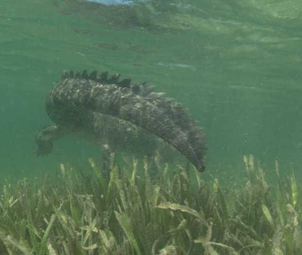 R120C034_190412HSS02_Crocodile_marche_sur_herbier_et_ouvre_gueule_face_camera_sous_l’eau++++