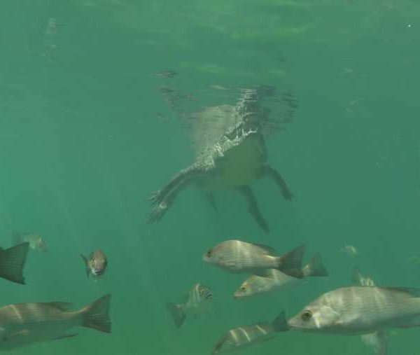 R120C041_190412BSS02_Crocodile_immobile_a_la_surface R120C041_190412BSS02_Crocodile_immobile_a_la_surface