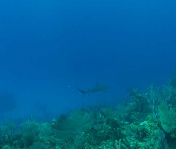 R120C056_190412L8S02_Requins_de_recif_sur_le_reef