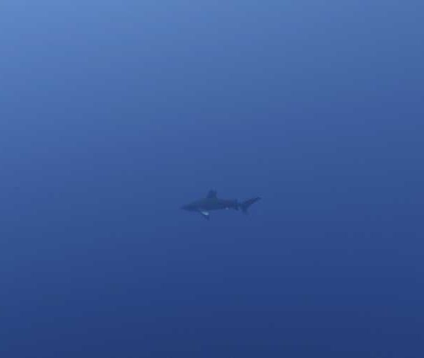 R133C039_190909M7S02_Requin_Longimanus_remonte_vers_la_surface_et_part_rapidementokok