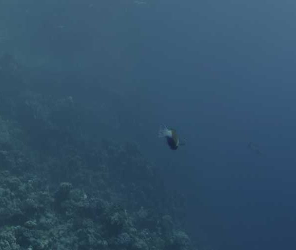 R134C007_190910CJS02_Poisson_perroquet_Vient_vers_camera_et_part