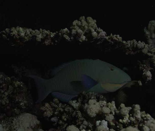 R134C066_190910U0S02_Poisson_perroquet_nuit_s-installe_sous_corail